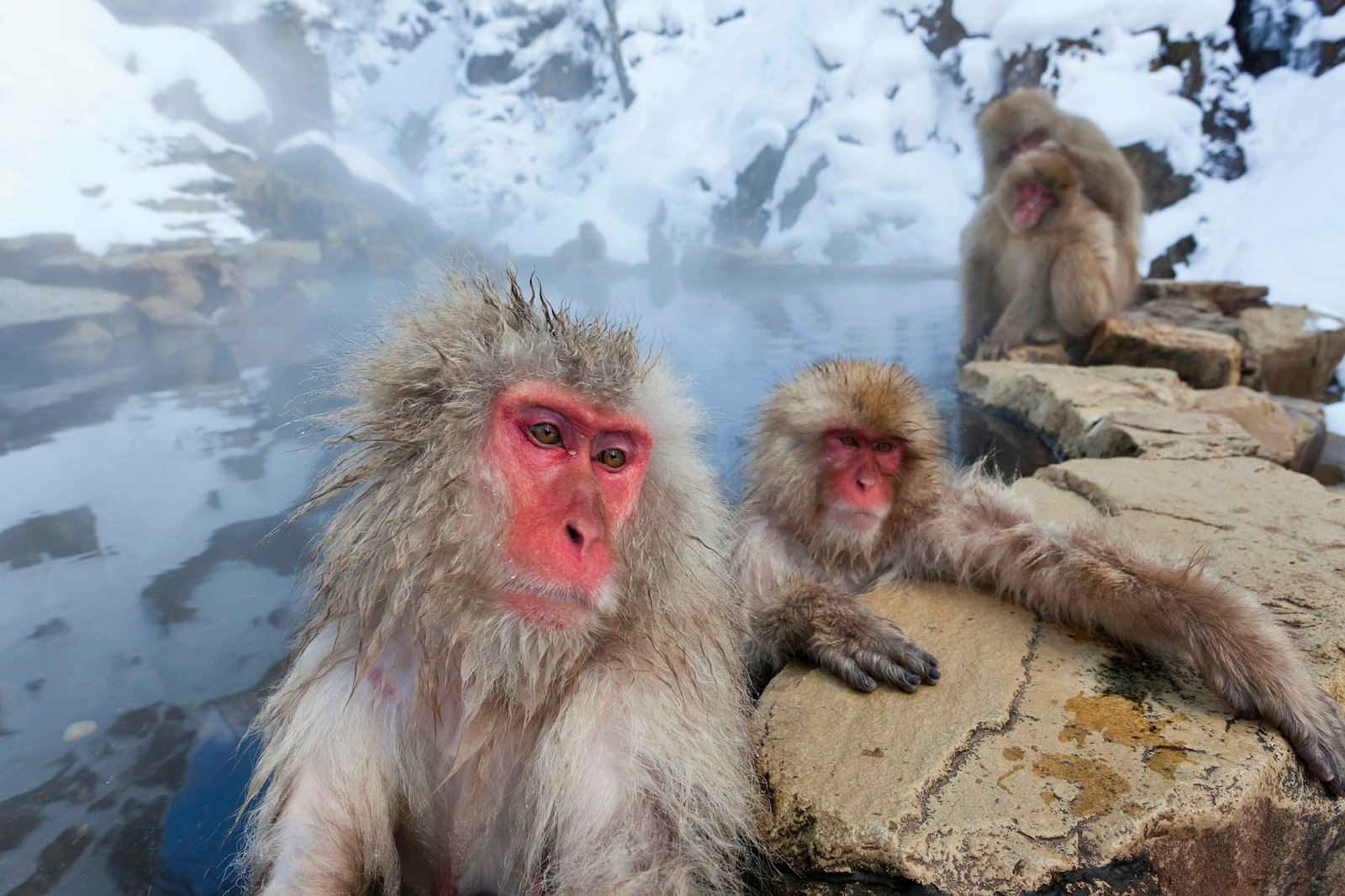 Amazing Yamagata