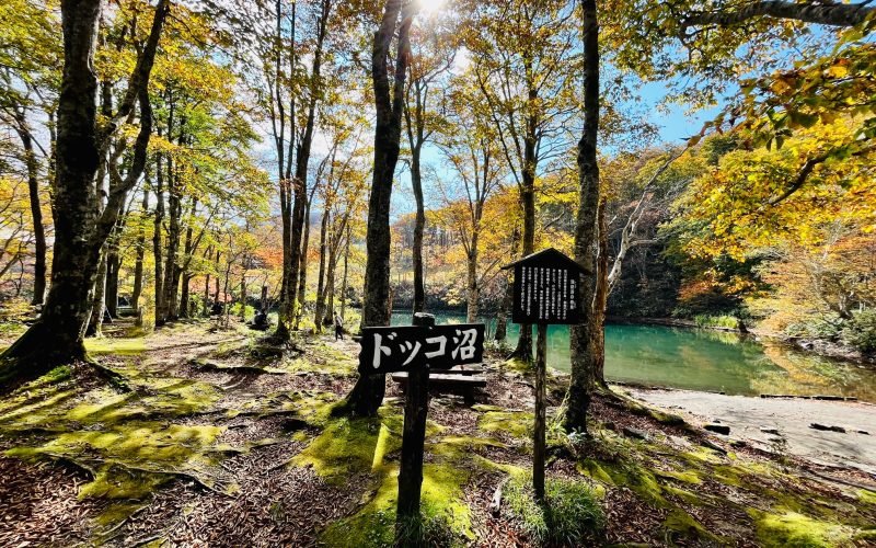 Amazing Yamagata