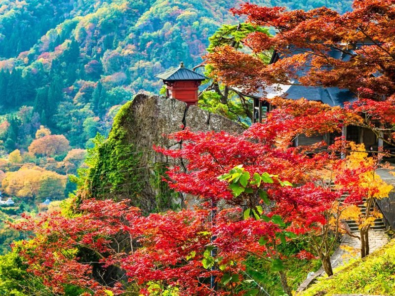 Amazing Yamagata