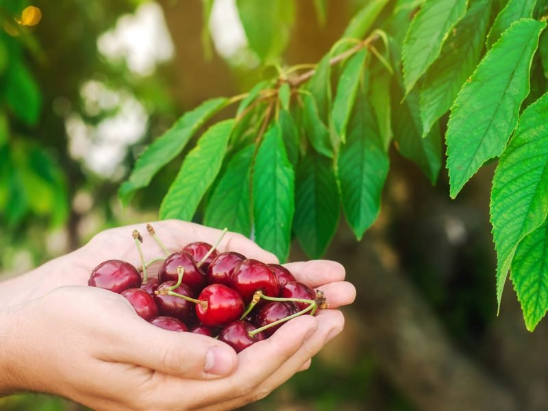 Harvesting cherries