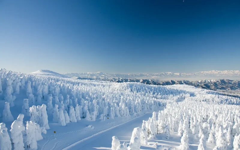 Amazing Yamagata